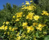 Silphium perfoliatum