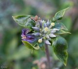 Clematis heracleifolia