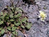 Cephalaria dagestanica
