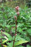 Persicaria lapathifolia. Верхушка расцветающего растения. Челябинская обл., окр. г. Челябинск, Золотая горка, обочина дороги в берёзовом лесу. 21.08.2015.