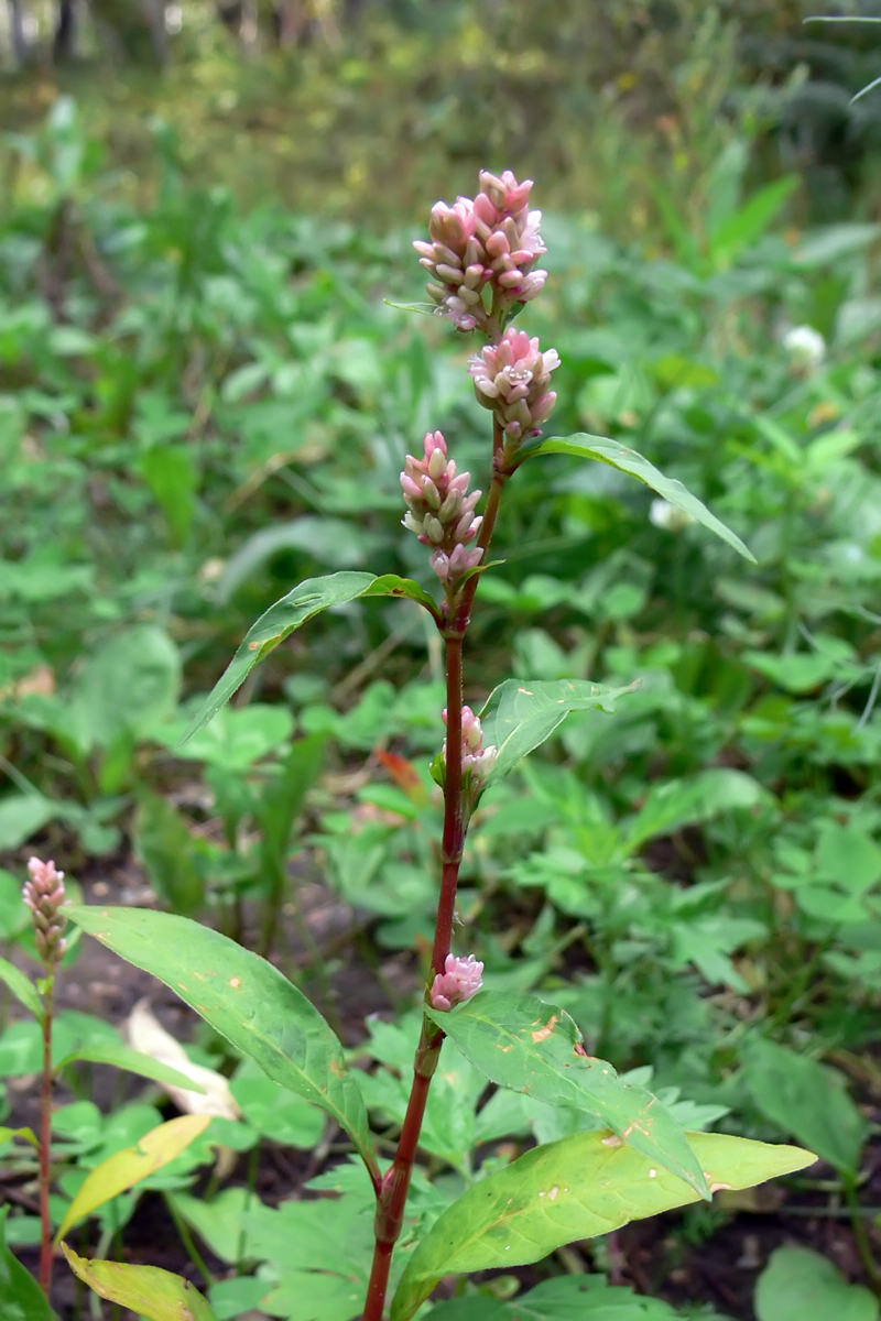 Image of Persicaria lapathifolia specimen.
