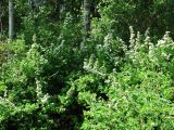 Spiraea media