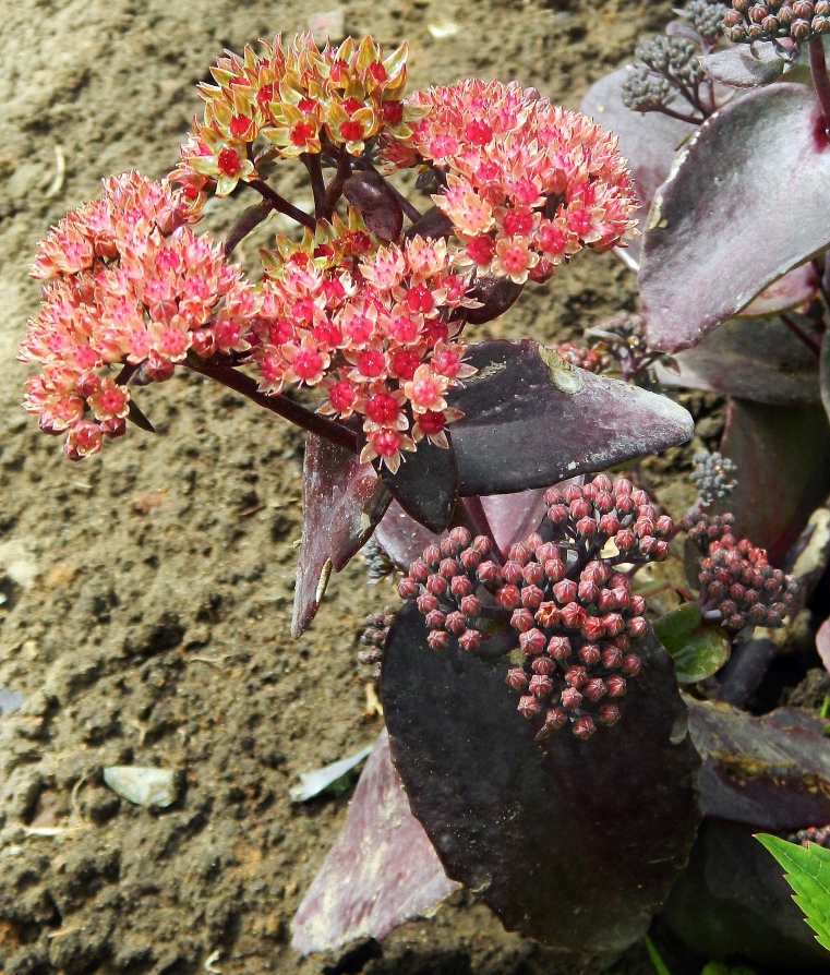 Image of genus Hylotelephium specimen.