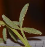 Cleome amblyocarpa