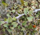 Rhamnus alaternus. Часть веточки с бутонами. Испания, Кастилия-Ла-Манча, окр. г. Cuenca, горный склон. Январь 2016 г.