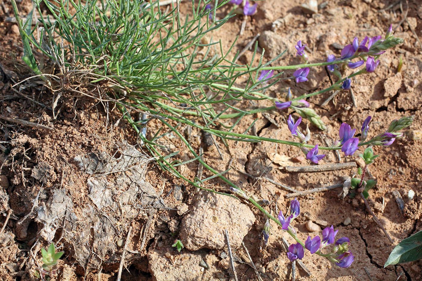 Изображение особи Astragalus nematodes.