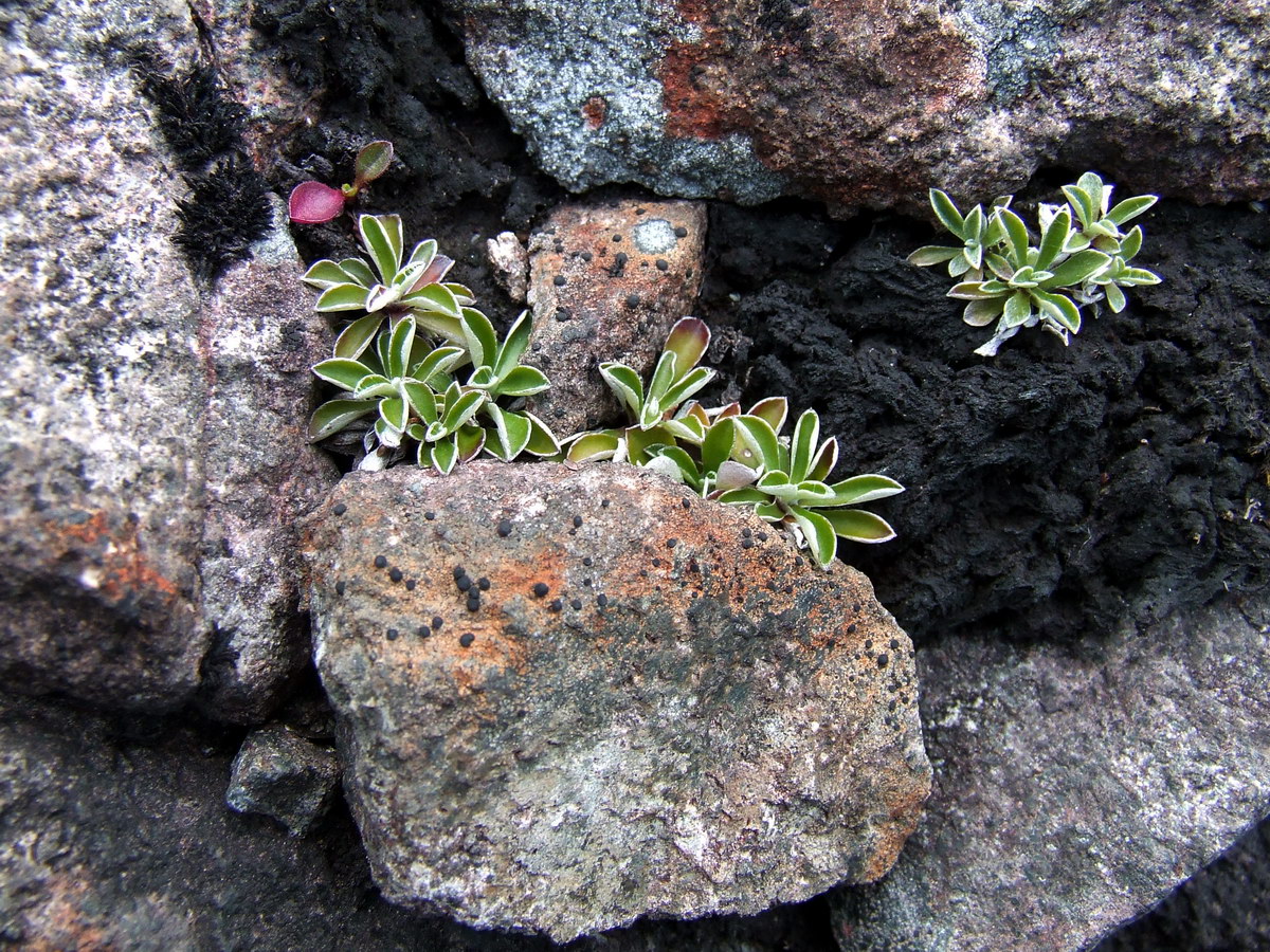 Изображение особи Antennaria dioica.