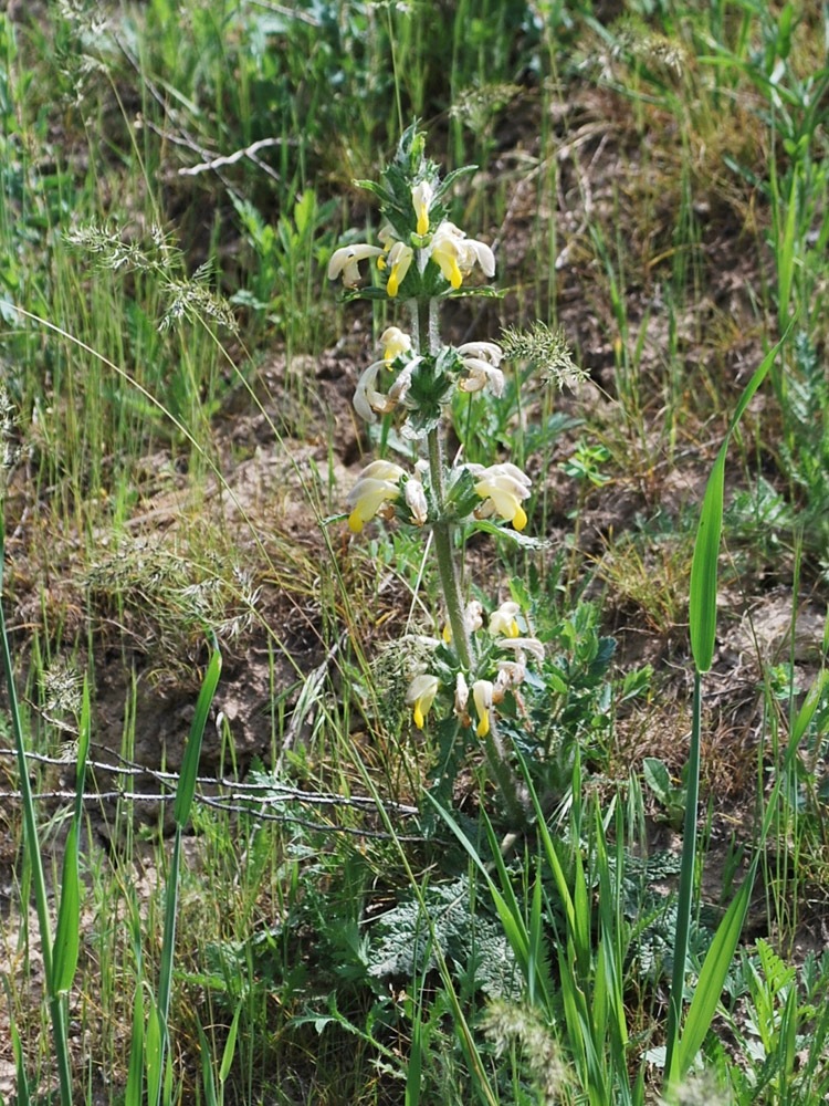 Image of Phlomoides labiosa specimen.