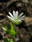 Stellaria neglecta