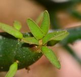 Euphorbia tirucalli