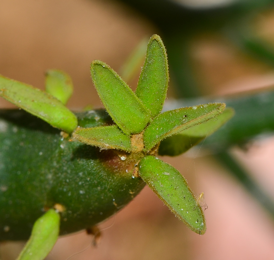 Изображение особи Euphorbia tirucalli.