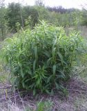 Solidago canadensis