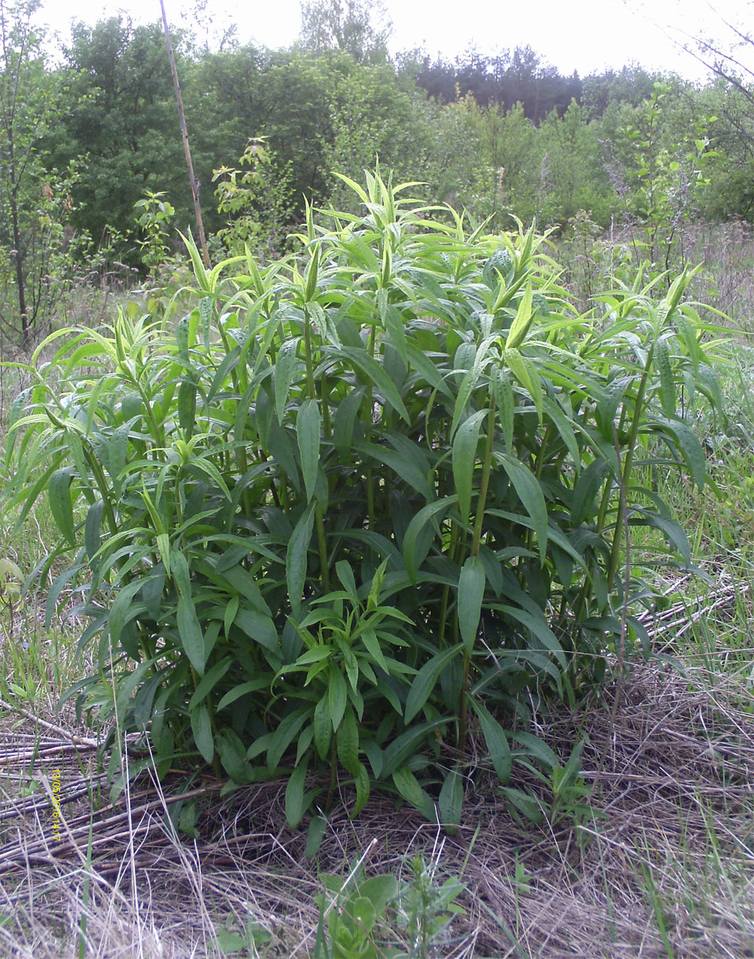 Изображение особи Solidago canadensis.