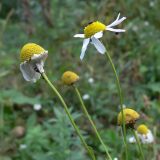 Tripleurospermum inodorum. Верхушки побегов с отцветающими соцветиями. Челябинская обл., окр. г. Челябинск, Золотая горка, берёзовый лес, обочина дороги. 24.08.2015.