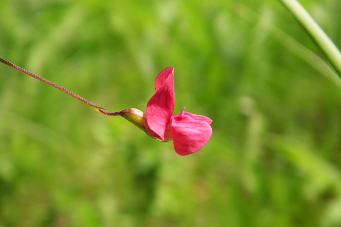 Изображение особи Lathyrus nissolia.