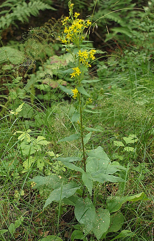 Изображение особи Solidago virgaurea.