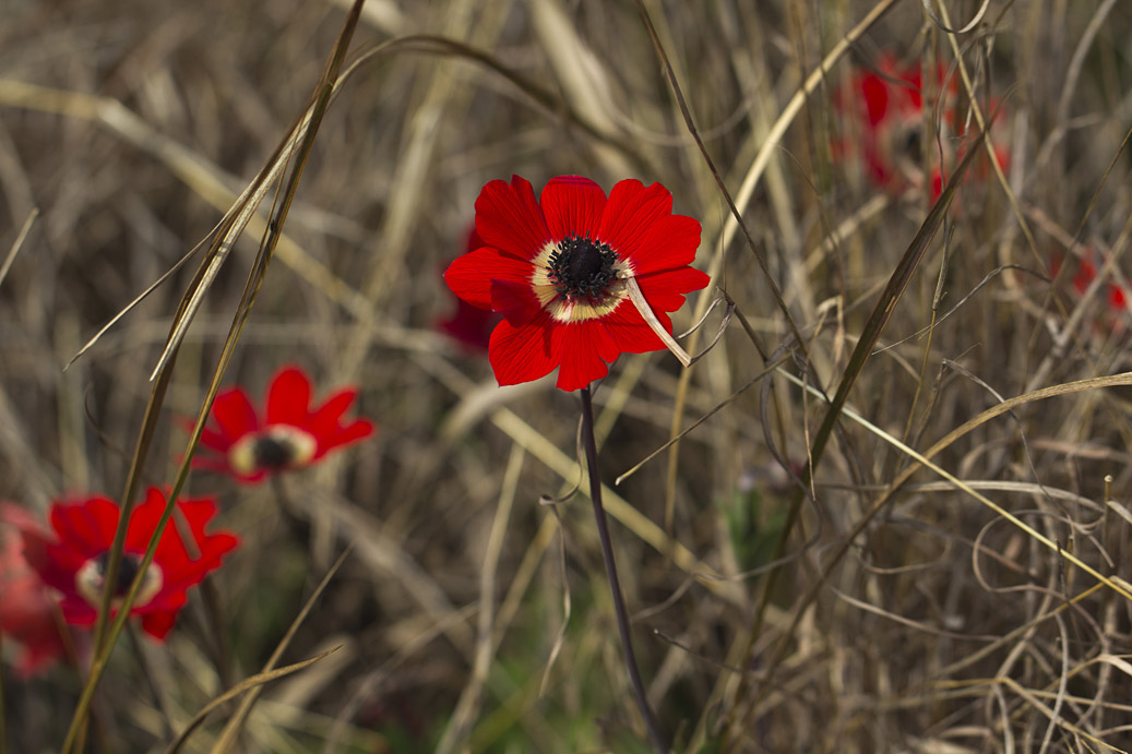 Изображение особи Anemone pavonina.