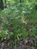 Carex pilosa