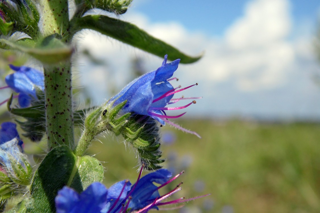 Image of Echium vulgare specimen.