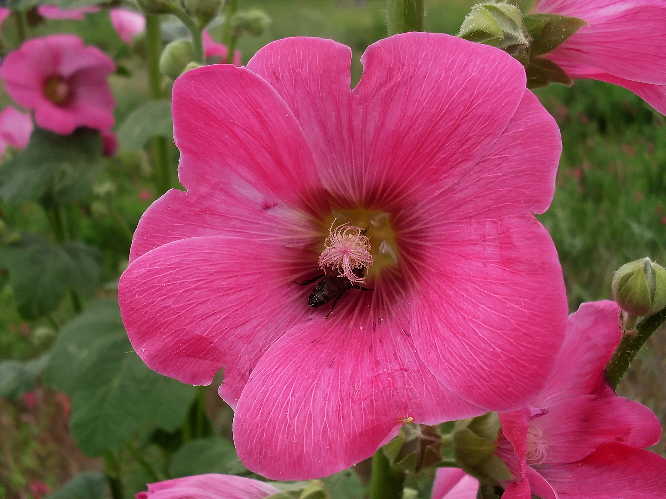 Image of Alcea rosea specimen.