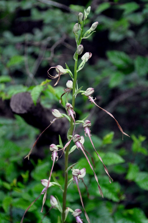 Image of Himantoglossum caprinum specimen.