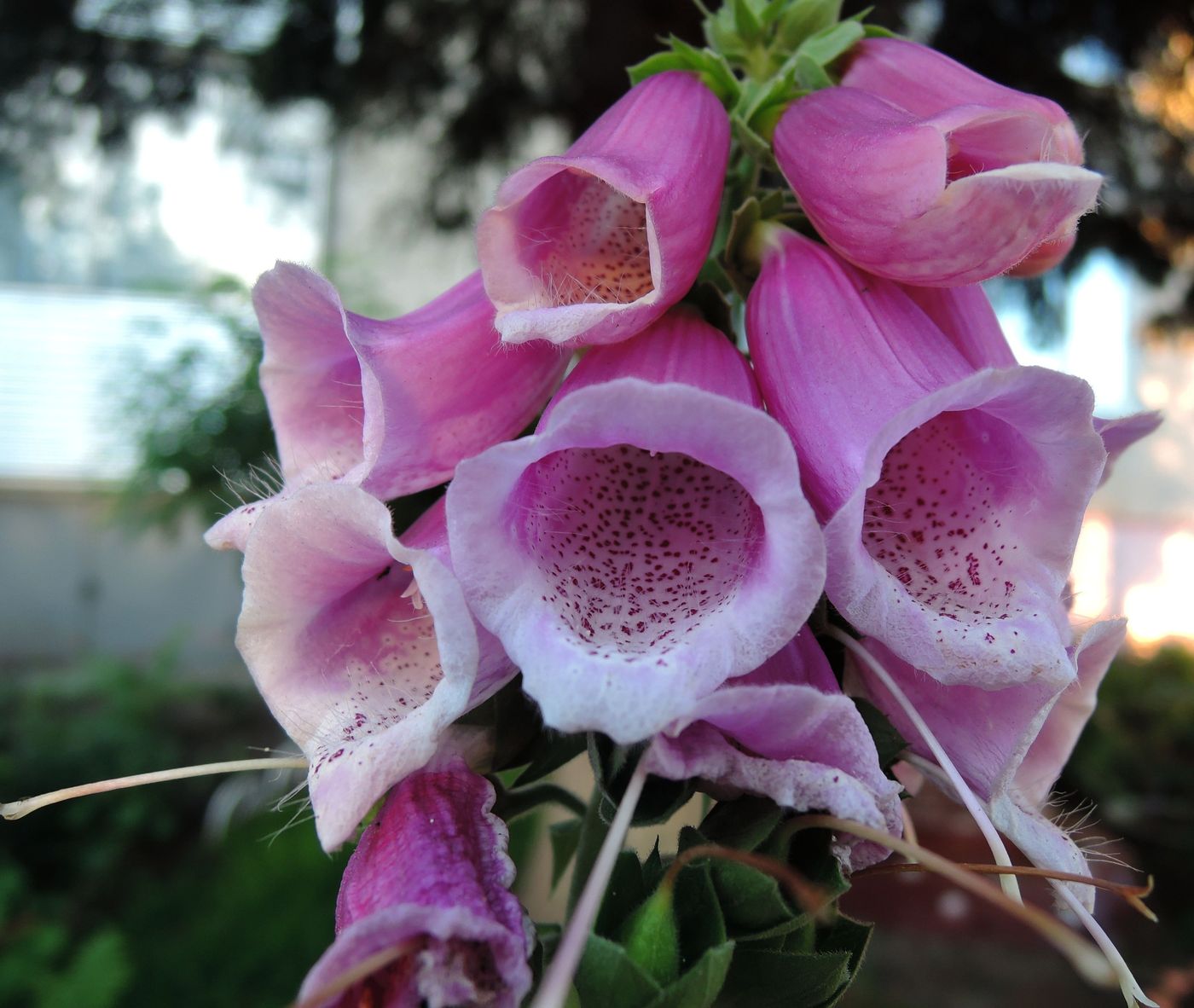 Изображение особи Digitalis purpurea.