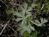 Potentilla argentea