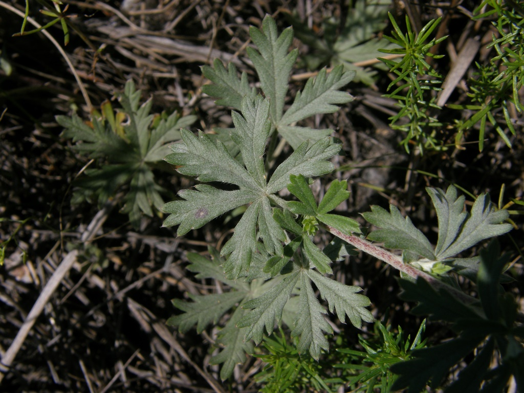 Изображение особи Potentilla argentea.