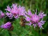 Centaurea jacea. Верхушка побега с соцветиями-корзинками. Украина, Волынская обл., Ратновский р-н, восточнее с. Залухов, правый берег Выжевского канала возле оз. Святое, сухой луг. 31 июля 2007 г.