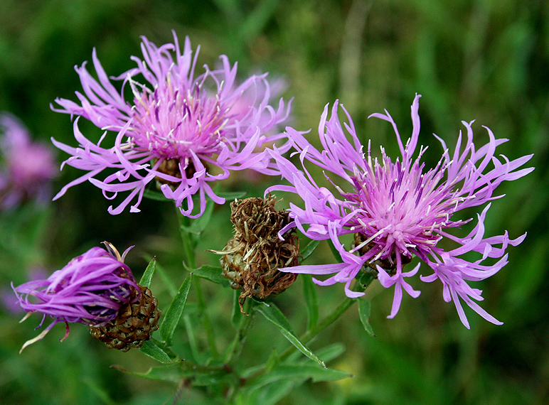 Изображение особи Centaurea jacea.