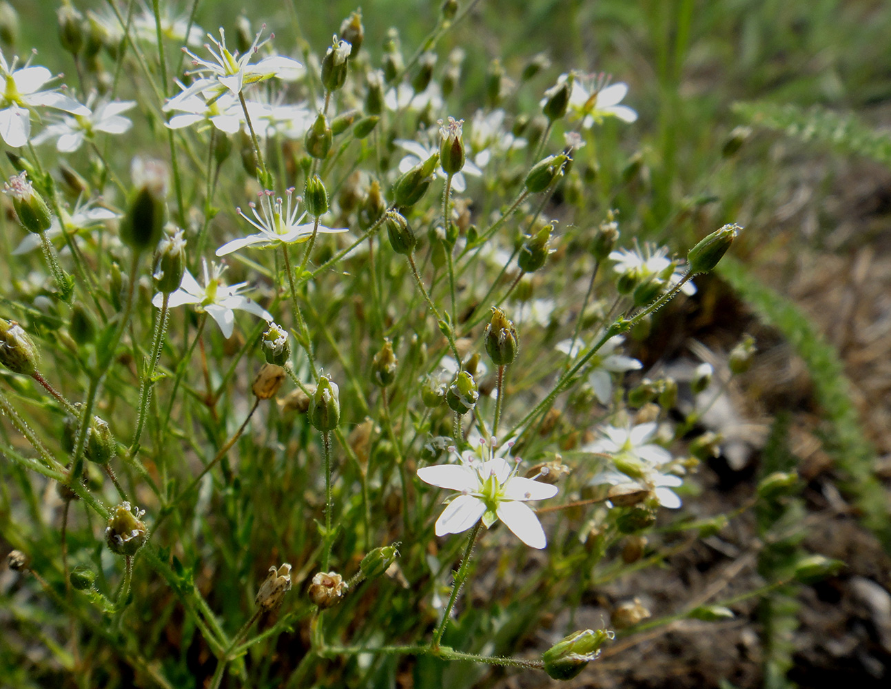 Image of Minuartia verna specimen.