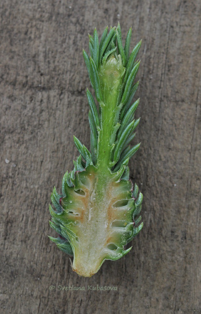Изображение особи Picea obovata.