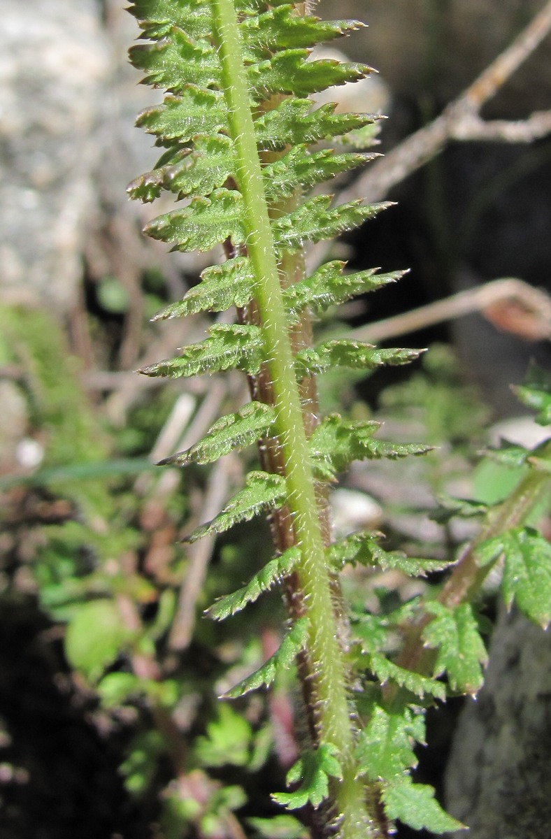 Image of Pedicularis chroorrhyncha specimen.