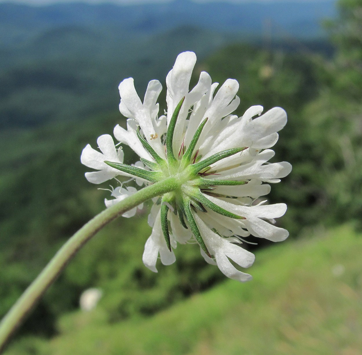 Image of Scabiosa bipinnata specimen.