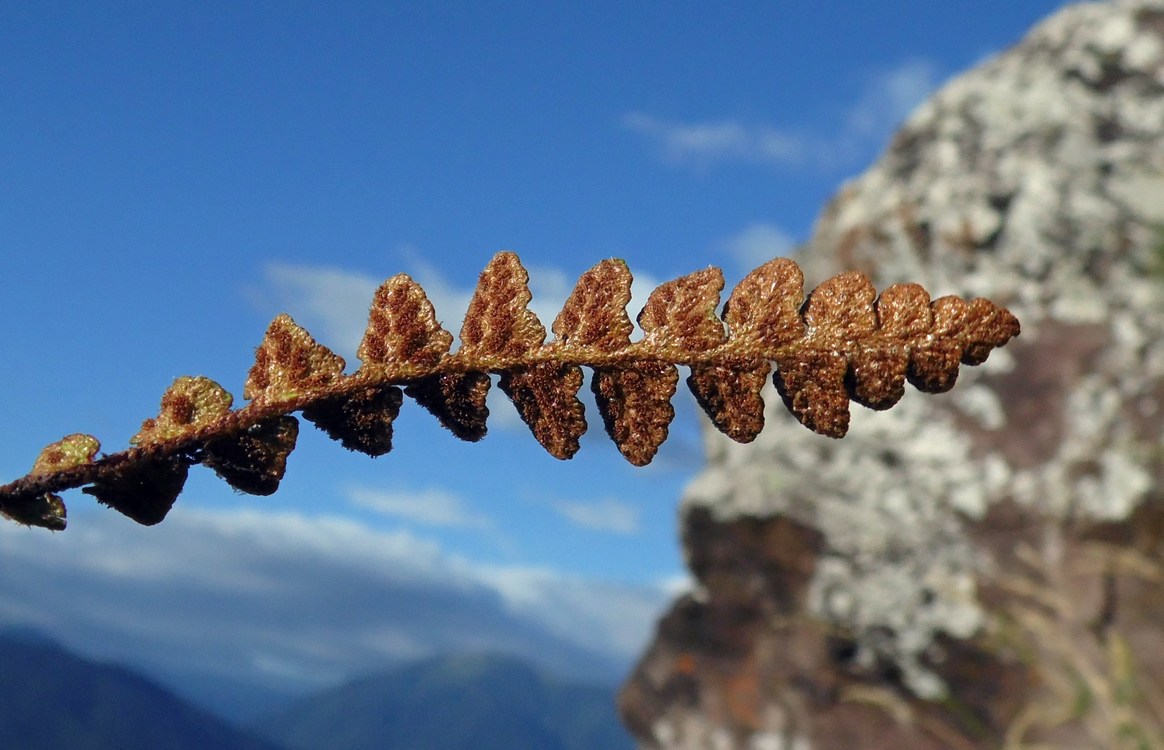 Image of Ceterach officinarum specimen.