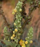 Verbascum phlomoides