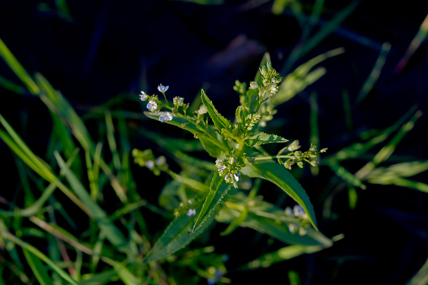 Image of Veronica anagalloides specimen.