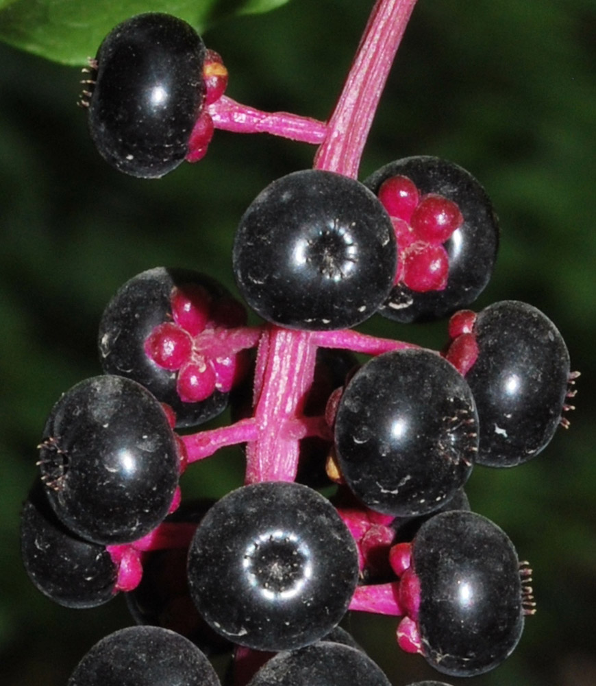 Изображение особи Phytolacca americana.