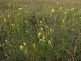 Linaria vulgaris