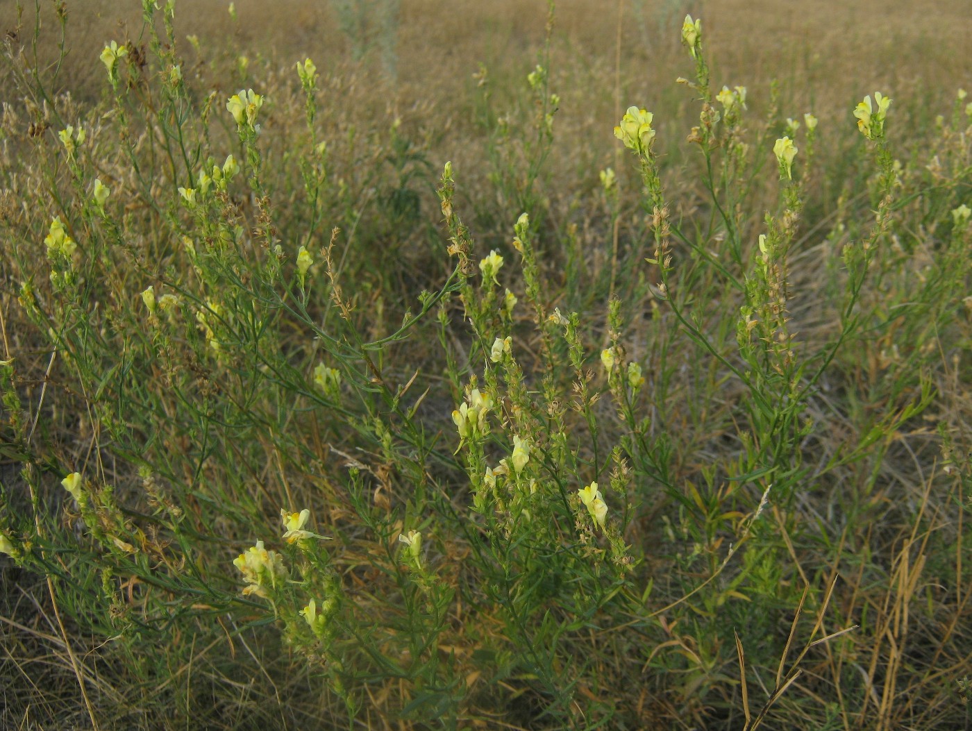 Image of Linaria vulgaris specimen.