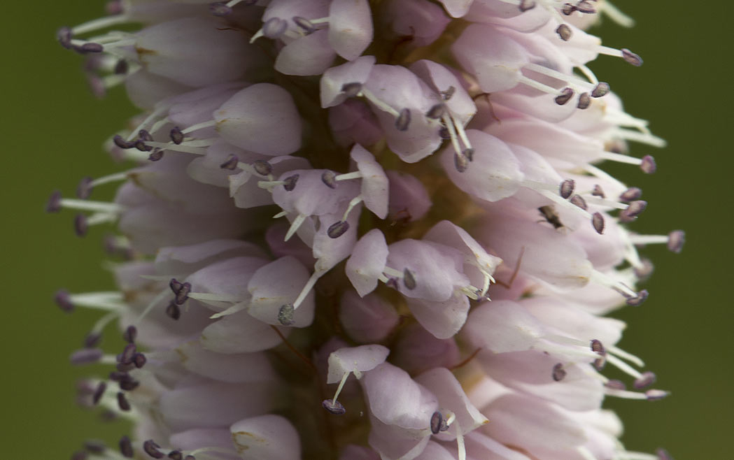 Image of Bistorta officinalis specimen.