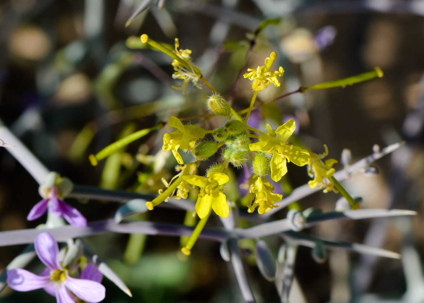 Image of Schimpera arabica specimen.