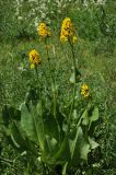 Ligularia talassica. Цветущее растение. Казахстан, Тянь-Шань, хр. Таласский, зап. Аксу-Джабаглы, ущ. Кши-Каинды, разнотравный луг. 22.05.2016.