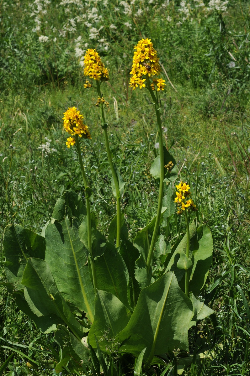 Изображение особи Ligularia talassica.