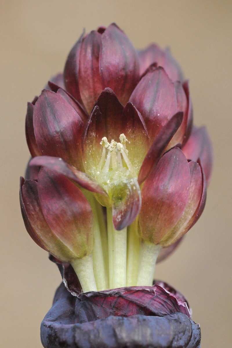 Image of Allium atrosanguineum specimen.