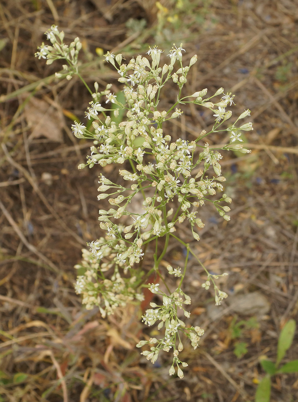 Изображение особи Silene wolgensis.