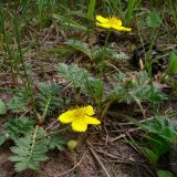 Potentilla anserina