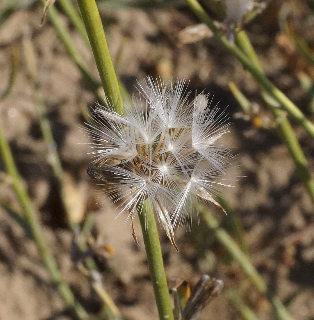 Image of genus Chondrilla specimen.