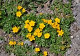 Potentilla ruprechtii. Цветущие растения. Кабардино-Балкария, Эльбрусский р-н, пик Терскол, ≈ 3100 м н.у.м., каменистый склон. 14.07.2016.
