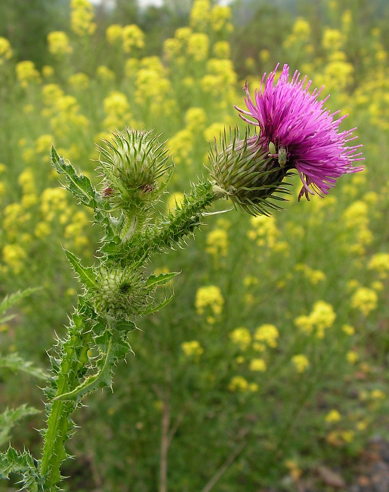 Изображение особи Carduus crispus.